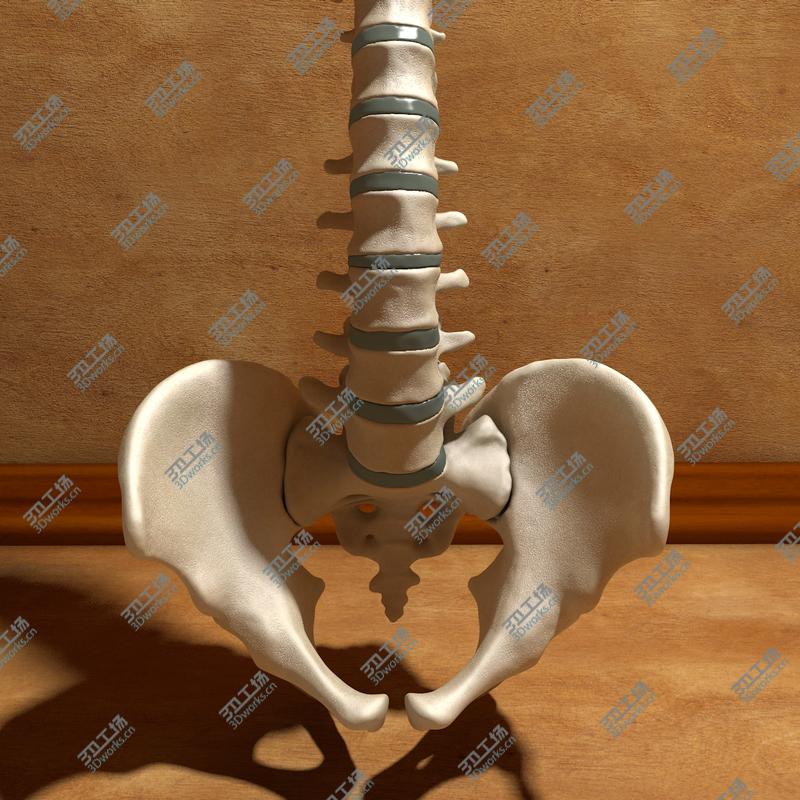 images/goods_img/2021040235/Ultimate Human Spine with Pelvis and Os Sacrum/4.jpg